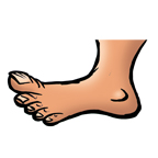Foot